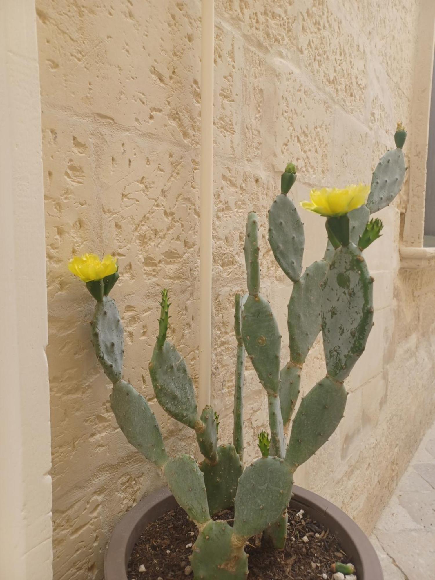 All'1 Di Rajno' Relaxing Aparthotel Λέτσε Εξωτερικό φωτογραφία